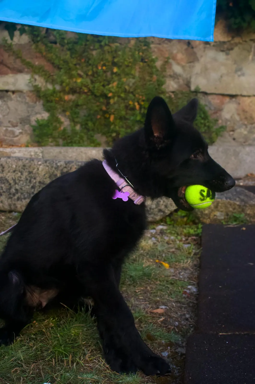 A black dog holding a tennis ball in its mouth